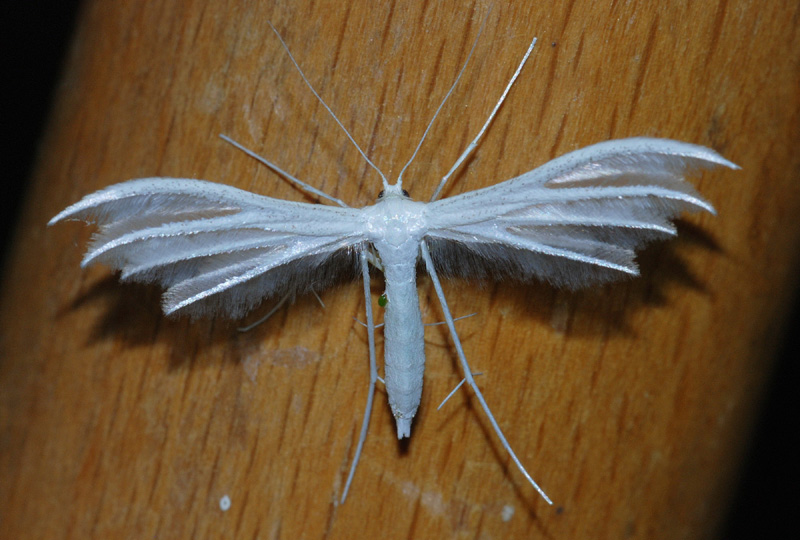 Pterophoridae da conr. 1